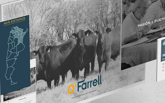 O'Farrell project — Chimpancé Digital